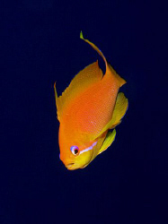 Lyretail Anthias taken with Canon G9 and Ikelite DS51 strobe by James Dawson 